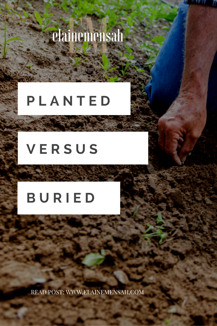 Planted versus Buried: A reflection on life, family, business, career, and the things that are important.